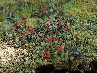 Cladonia didyma image