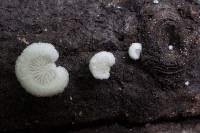 Crepidotus versutus image