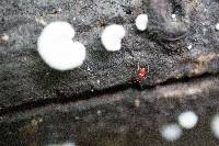 Crepidotus versutus image