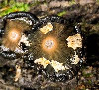 Coprinopsis variegata image
