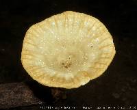 Cymatoderma caperatum image