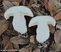 Tylopilus violatinctus image