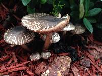 Agaricus endoxanthus image