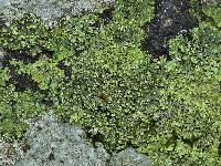 Phaeophyscia pusilloides image