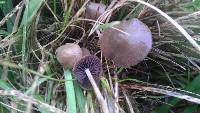 Psilocybe semilanceata image