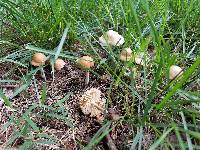 Marasmius oreades image