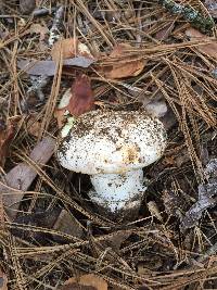 Amanita aprica image