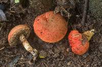 Tylopilus balloui image