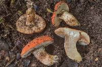 Gyroporus ballouii image