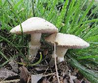 Stropharia coronilla image