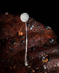 Mycena punkissima image