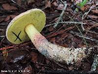 Boletus oliveisporus image