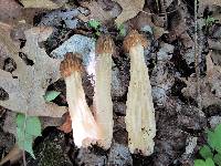 Morchella punctipes image