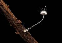Mycena punkissima image