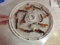 Ganoderma resinaceum image