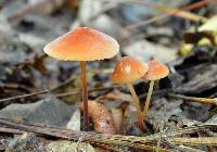 Marasmius sullivantii image