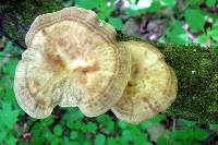 Bresadolia craterella image