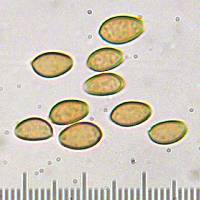 Kuehneromyces lignicola image