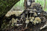 Coprinopsis variegata image