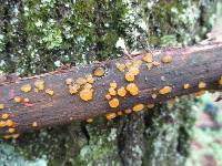 Dacrymyces stillatus image