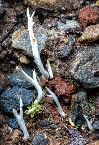 Clavulina coralloides image