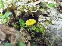 Pluteus chrysophlebius image