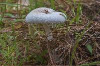 Amanita thiersii image