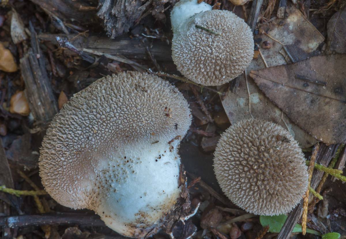 Lycoperdon americanum image