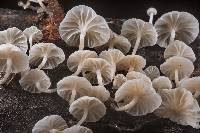 Hemimycena candida image