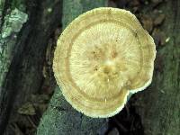 Bresadolia craterella image