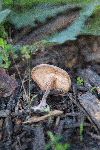 Gymnopus luxurians image