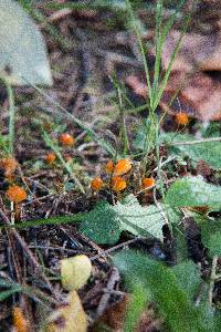 Hygrocybe psittacina var. perplexa image