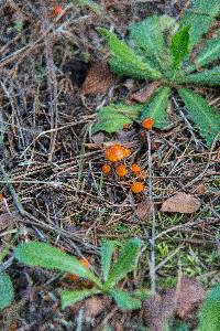 Hygrocybe psittacina var. perplexa image