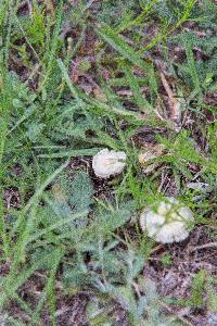 Stropharia coronilla image