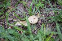 Stropharia coronilla image