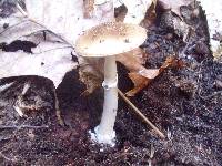 Amanita solaniolens image