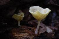 Chrysomphalina strombodes image
