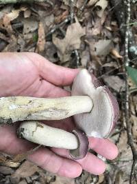 Tylopilus williamsii image