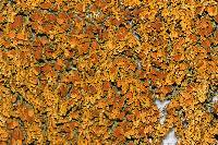 Xanthoria elegans image