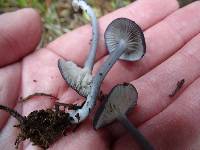 Entoloma serrulatum image