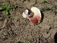 Agaricus incultorum image