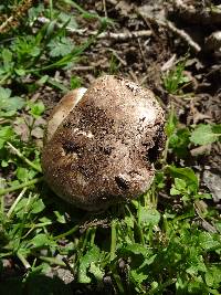 Agaricus incultorum image