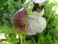 Agaricus incultorum image