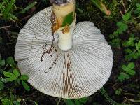 Amanita flavorubens image