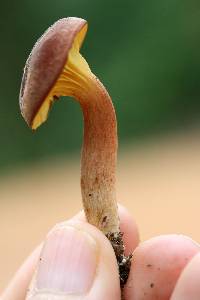 Phylloporus leucomycelinus image