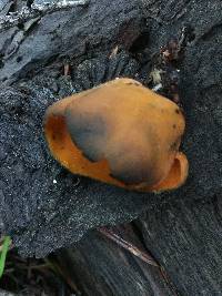 Caloscypha fulgens image