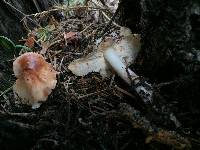 Rhodocollybia maculata image
