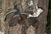 Phellinus tremulae image