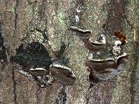 Phellinus tremulae image