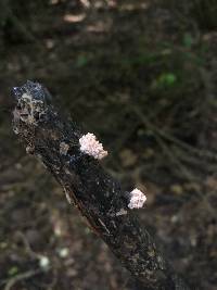 Xylaria cubensis image